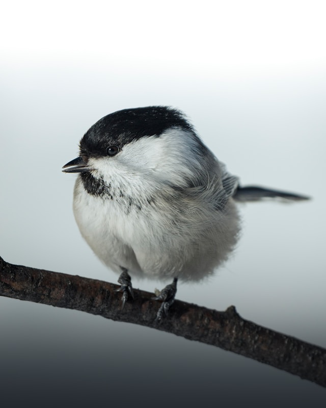 small bird on a branch