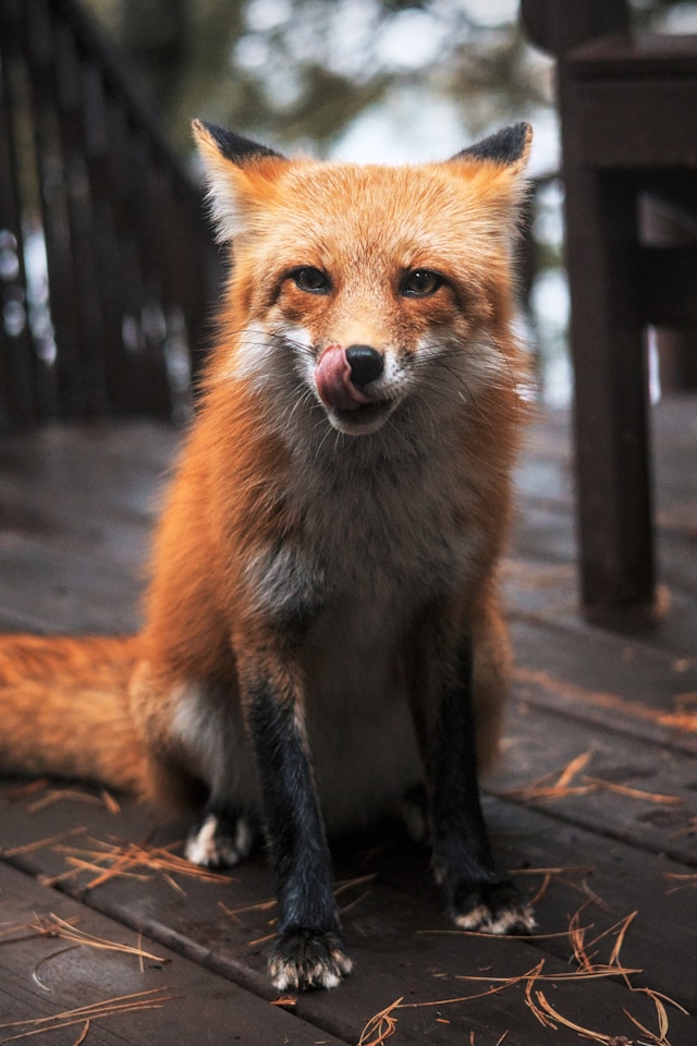 small fox on a deck